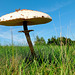 Macrolepiota procera