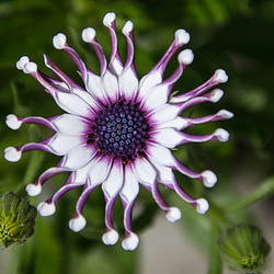 20140801 4529VRAw [D~E] Kapkörbchen (Osteospermum 'Whirligig') [Paternosterstrauch] , Gruga-Park, Essen