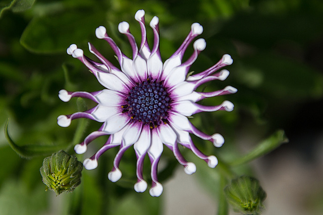 20140801 4529VRAw [D~E] Kapkörbchen (Osteospermum 'Whirligig') [Paternosterstrauch] , Gruga-Park, Essen