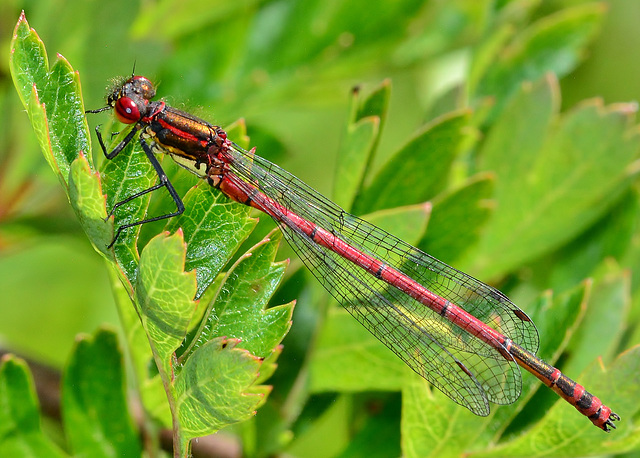 Large Red Damselfly. Pyrrhosoma nymphula. Male