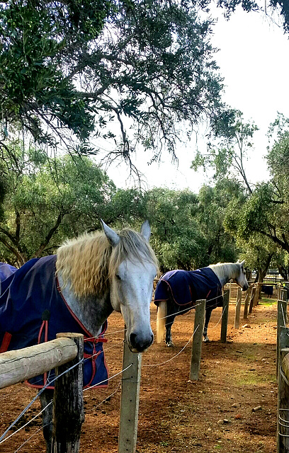 Police horses next to the park