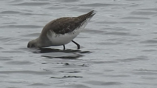 20180404 3518CP~V [D~AUR] Dunkler Wasserläufer (Tringa erythropus), Norderney