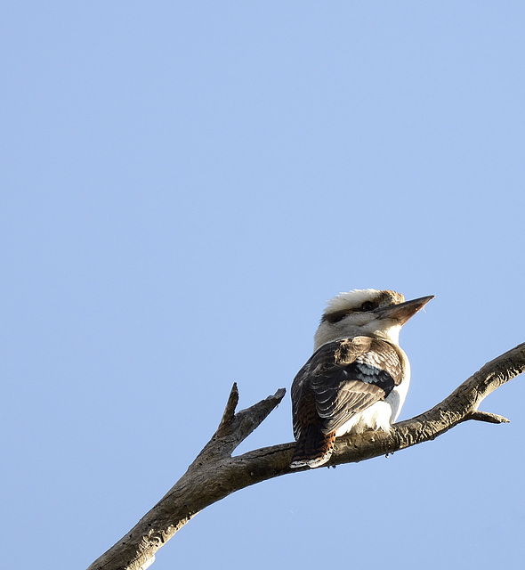 Kookaburra