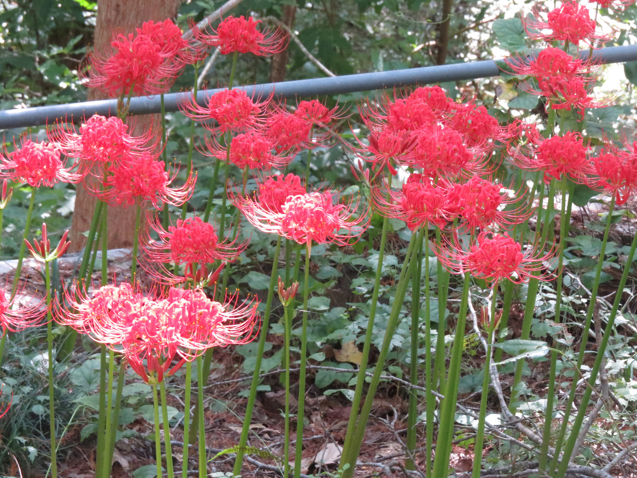 Lycoris radiata