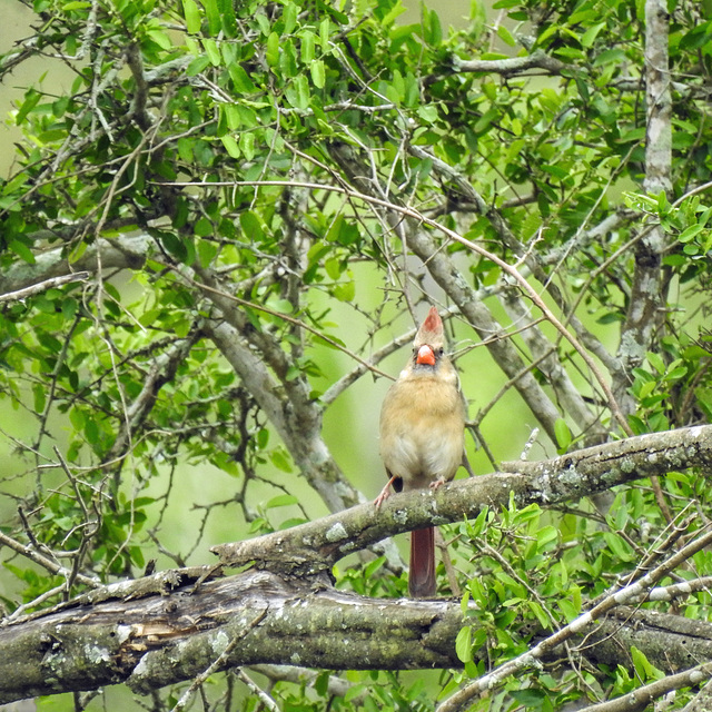 Day 5, female Cardinal, King Ranch, Norias Division