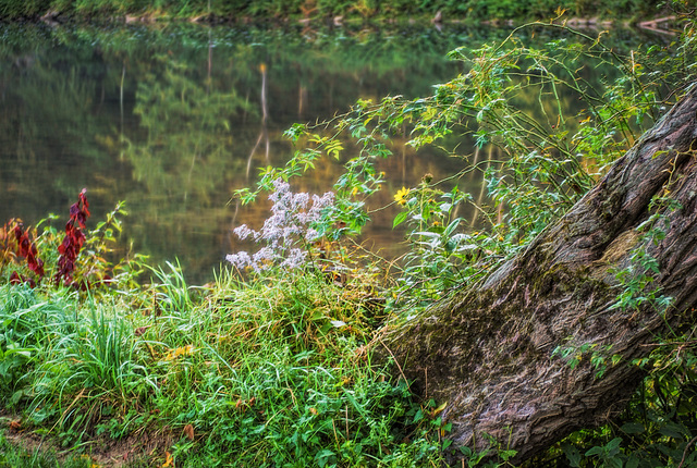 Tree bark by a mountain stream