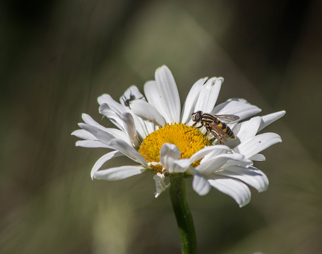 marguerite et syrphe - parc des oiseaux Villars les Dombes