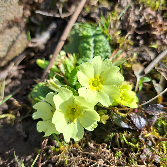 Primeln (Primula)