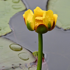 Yellow pond Lilly DSC 9908