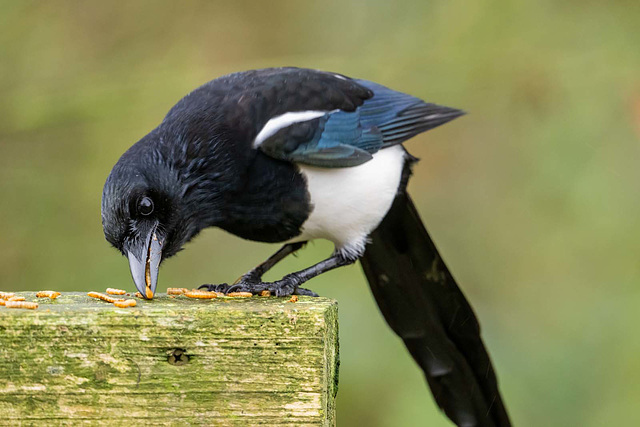 Magpie