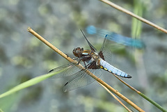 Broad-Bodied Chaser - Libellula depressa