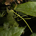 IMG 2348 Phasmid