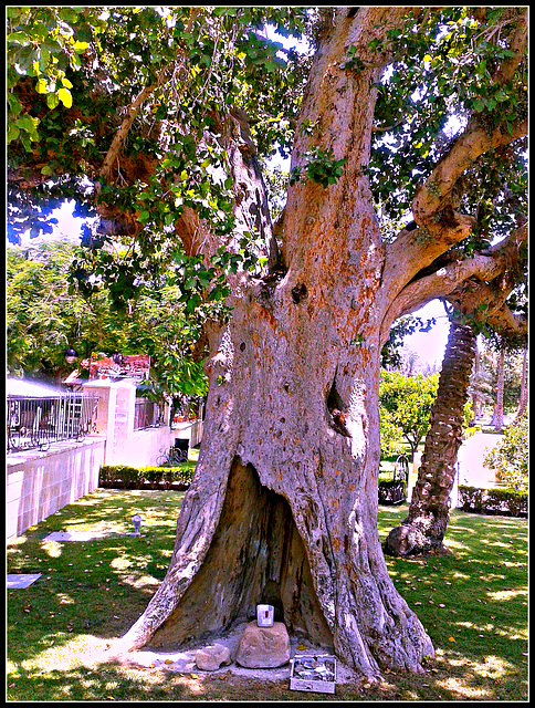 Jericó: sicómoro. 3