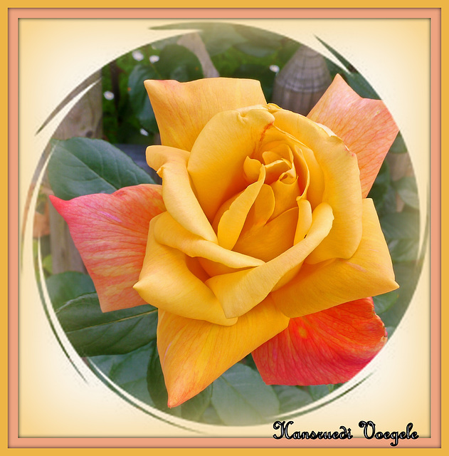 Rose