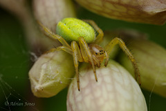 Araniella cucurbitina