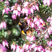 Vestal Cuckoo Bee -DSB 2738