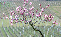Mandelbaumblüte in der Pfalz 2017 - Junger Mandelbaum im Weinberg bei Gimmeldingen