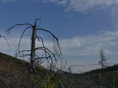 20180910 -15 Randos solo Prévenchères (Lozère-Villefort) (456) al