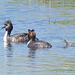 Grebe & Young