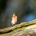 Chaffinch