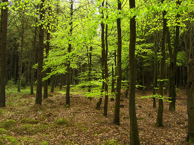 Beech among the larch