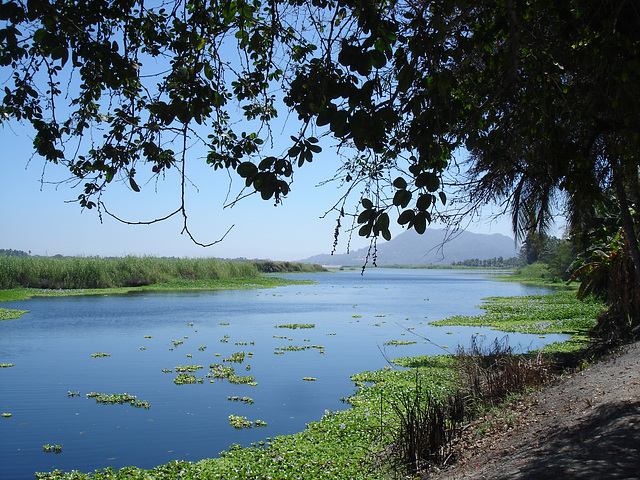 Andador laguna del tule / No-9