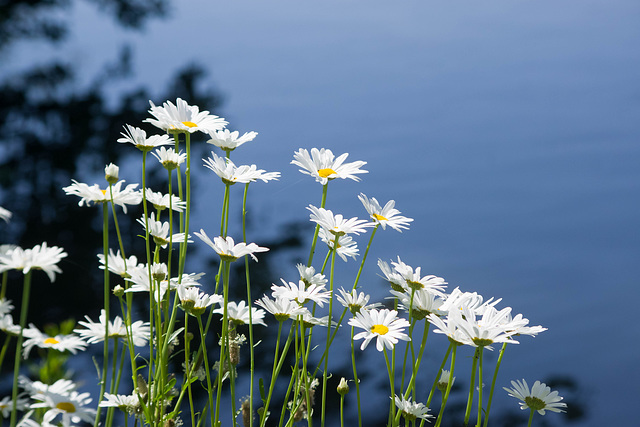 marguerite - parc des oiseaux Villars les Dombes