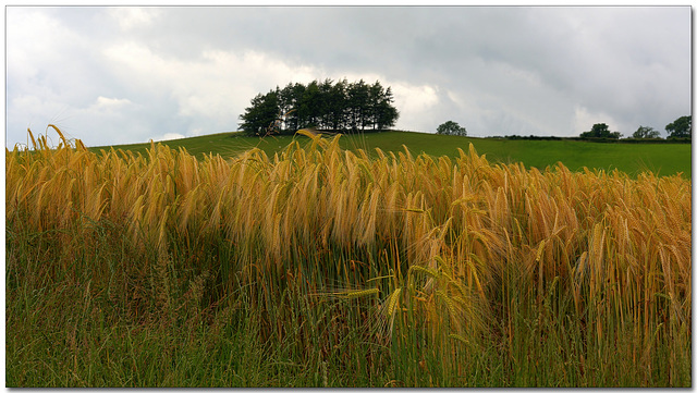 Barley near the River Lune.