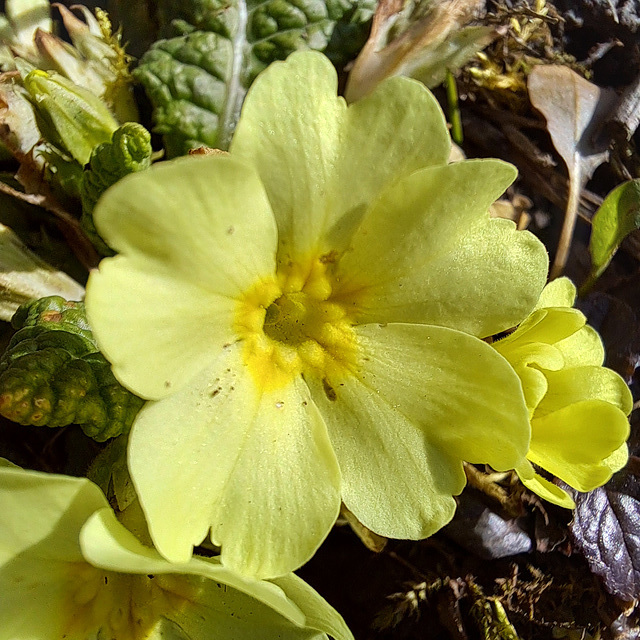 Primeln (Primula)