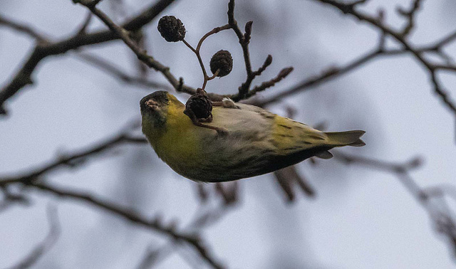 Siskin