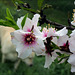 Almond tree blossoms, Penedos