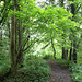 Dans le bois , près de la croix du Chalonge , à Trévron (22)