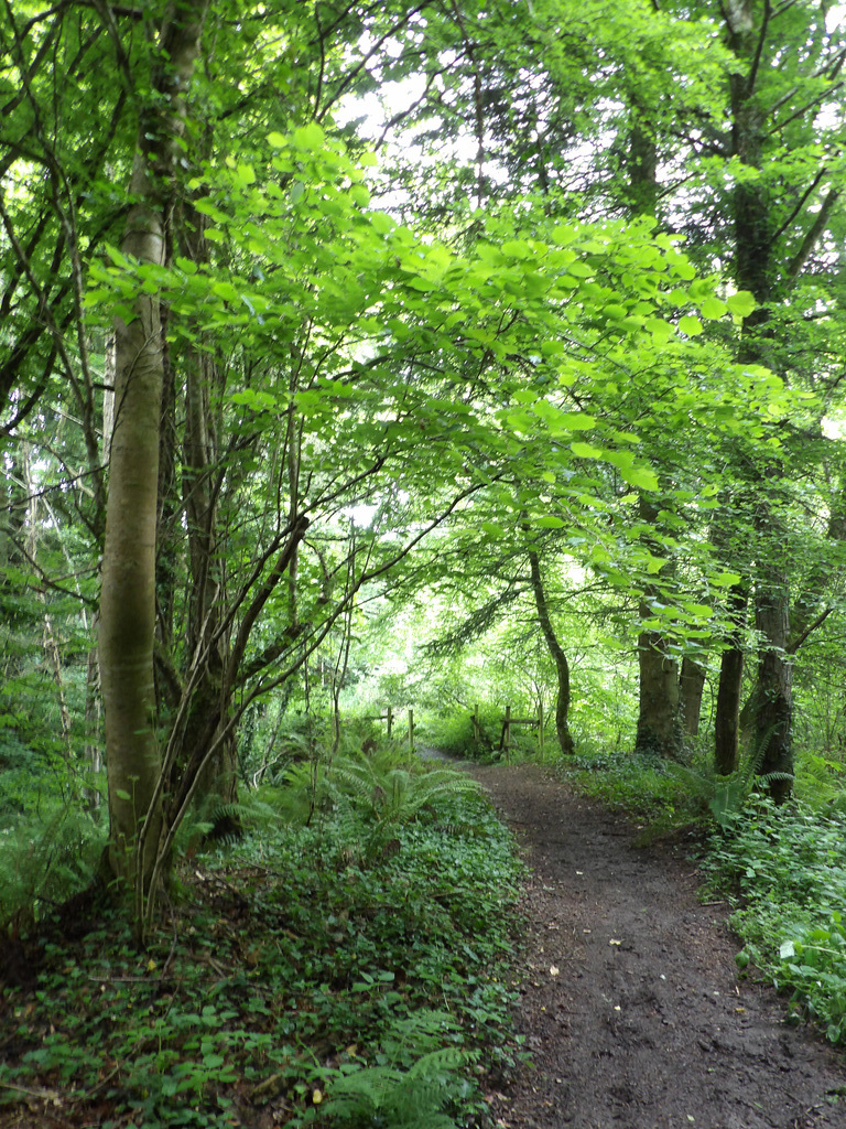 Dans le bois , près de la croix du Chalonge , à Trévron (22)