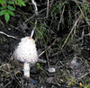 Shaggy Mane