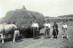 Heuernte - Make hay