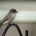 Eastern Phoebe