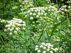 Cow Parsley on the towpath of the Staffordshire and Worcestershire Canal