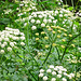 Cow Parsley on the towpath of the Staffordshire and Worcestershire Canal