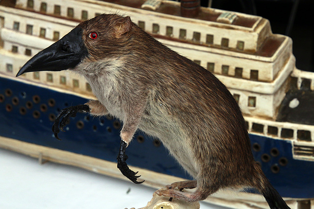 Taxidermie anthropomorphe , un passe-temps macabre .