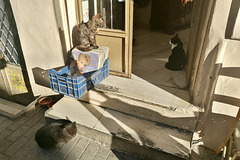 Athens 2020 – Cats at the antique shop