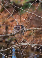 Bird's Nest in Winter