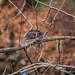 Bird's Nest in Winter