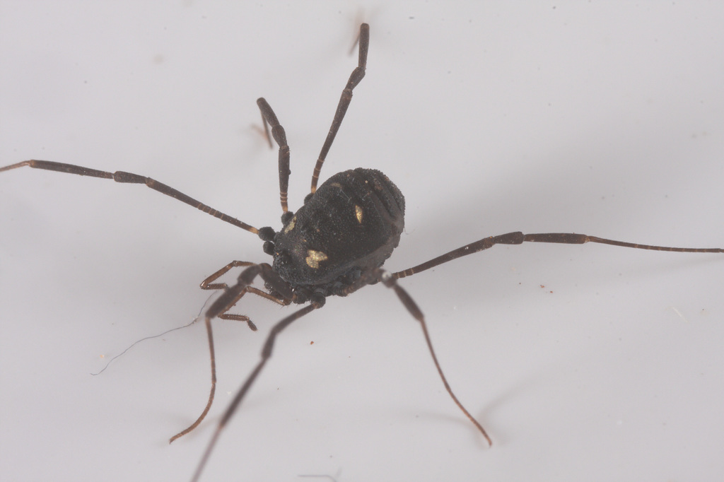 IMG 5391Harvestman