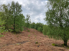 Trees before Bracken