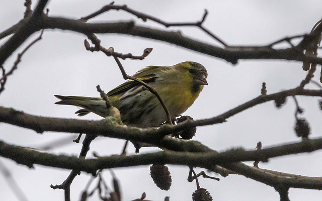 Siskin