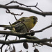 Siskin