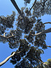 Pine trees against blue sky!