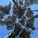 Pine trees against blue sky! Good bye for a while