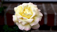 Rose...