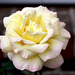 Rose...